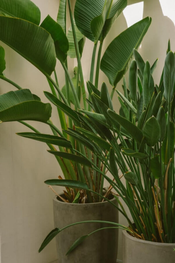 plants-shop-product-gallery-img-011 Spathiphyllum