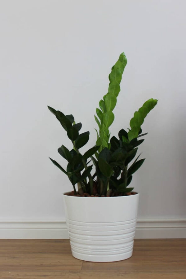 plants-shop-product-gallery-img-19 Zz Plants