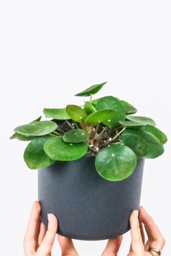 plants-shop-product-gallery-img-4 Peperomia Lemon Lime